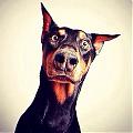 Pincher's Avatar